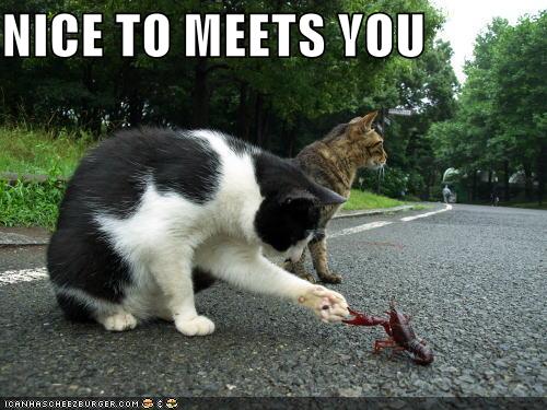 [Image: lol-cats-cat-shakes.jpg]