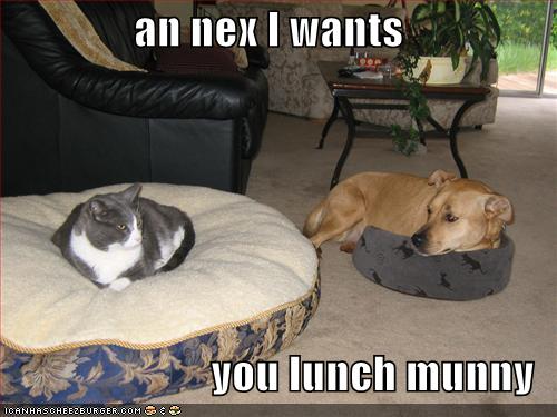 funny dogs and cats. cats